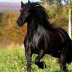 Mơ thấy ngựa trắng, ngựa đen, ngựa vàng, ngựa chết, ngựa đuổi là điềm gì? Con ngựa là số mấy?
