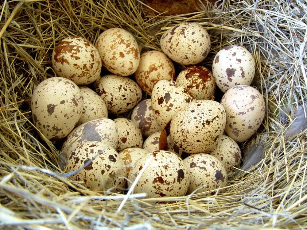 Ngủ mơ thấy trứng chim mang điềm báo may mắn gì?