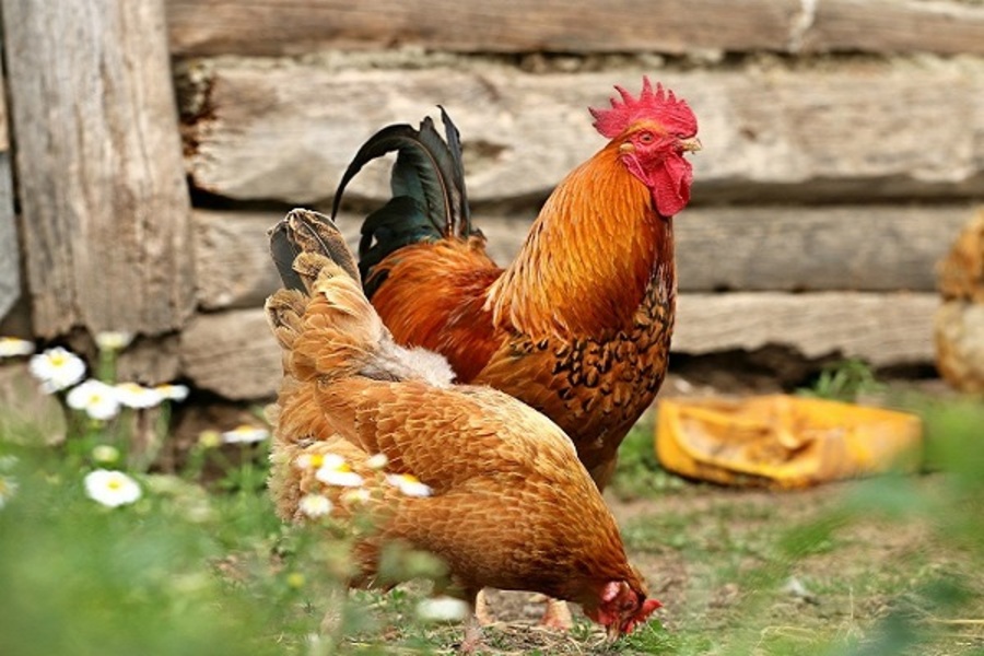  Mơ thấy gà gà trống, gà mái, gà con, gà chọi, gà luộc là điềm gì? Con gà là số mấy?