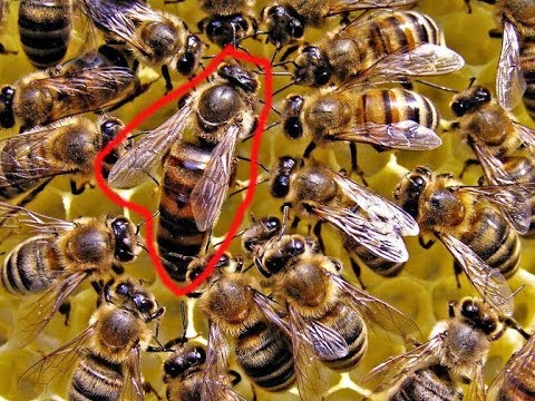  Con ong là số mấy? Mơ thấy ong điềm lành hay dữ chuẩn 100%