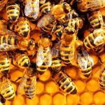 Con ong là số mấy? Mơ thấy ong là điềm gì? Đánh con gì?