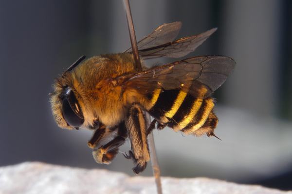  Con ong là số mấy? Mơ thấy ong là điềm gì? Đánh con gì?