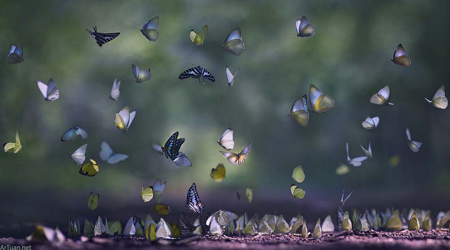Rất Hay Hình ảnh con bướm đang bay đẹp nhất