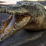 Mơ thấy cá sấu cắn, cá sấu rượt đuổi, cá sấu ăn thịt người đánh con gì? Cá sấu là số mấy?
