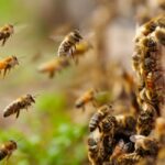 Điềm báo ong mật làm tổ trong nhà tốt hay xấu ?