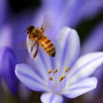 Giải mã ong làm tổ trong vườn tốt hay xấu