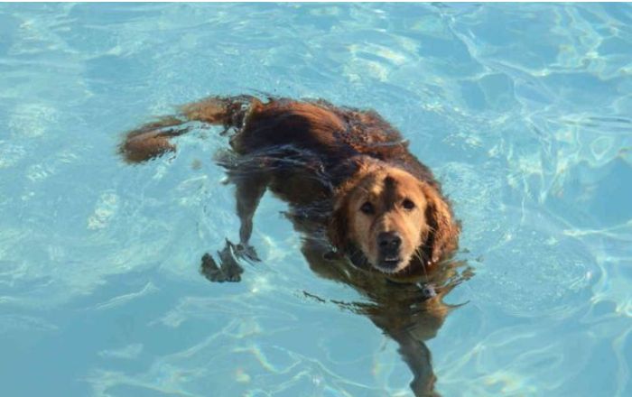 Mơ thấy chó bơi dưới nước phản ánh sự khó khăn trong công việc của bạn 