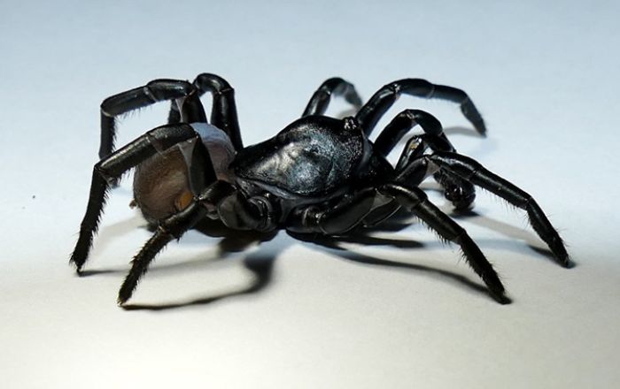 Khi ngủ nằm mơ thấy con nhện màu đen là giấc mơ điềm báo xui xẻo 
