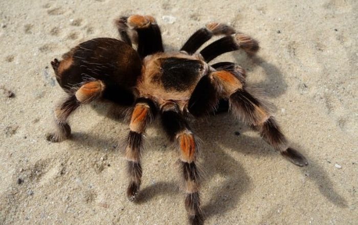Ngủ mơ thấy con nhện độc thì đánh số 49, 28 hoặc 31