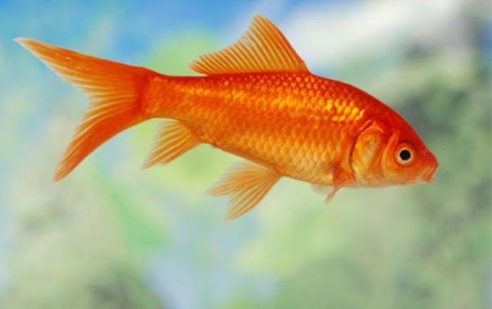 Trong phong thủy, cá là loài động vật tượng trưng mang rất nhiều ý nghĩa tốt đẹp