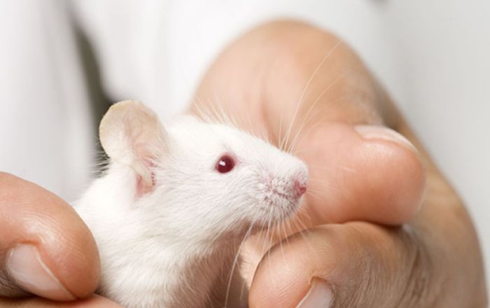 Mơ thấy con chuột bạch ám chỉ sức khỏe của bạn không ổn định 