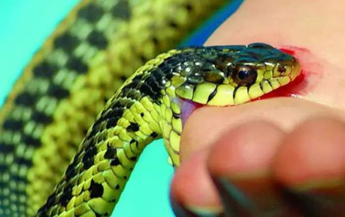 Mơ thấy rắn cắn thì nên đánh số mấy để dễ trúng? 